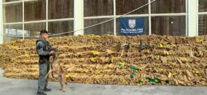 Quase 50 toneladas de maconha são encontradas em operação da PM na Maré com auxílio de cães farejadores